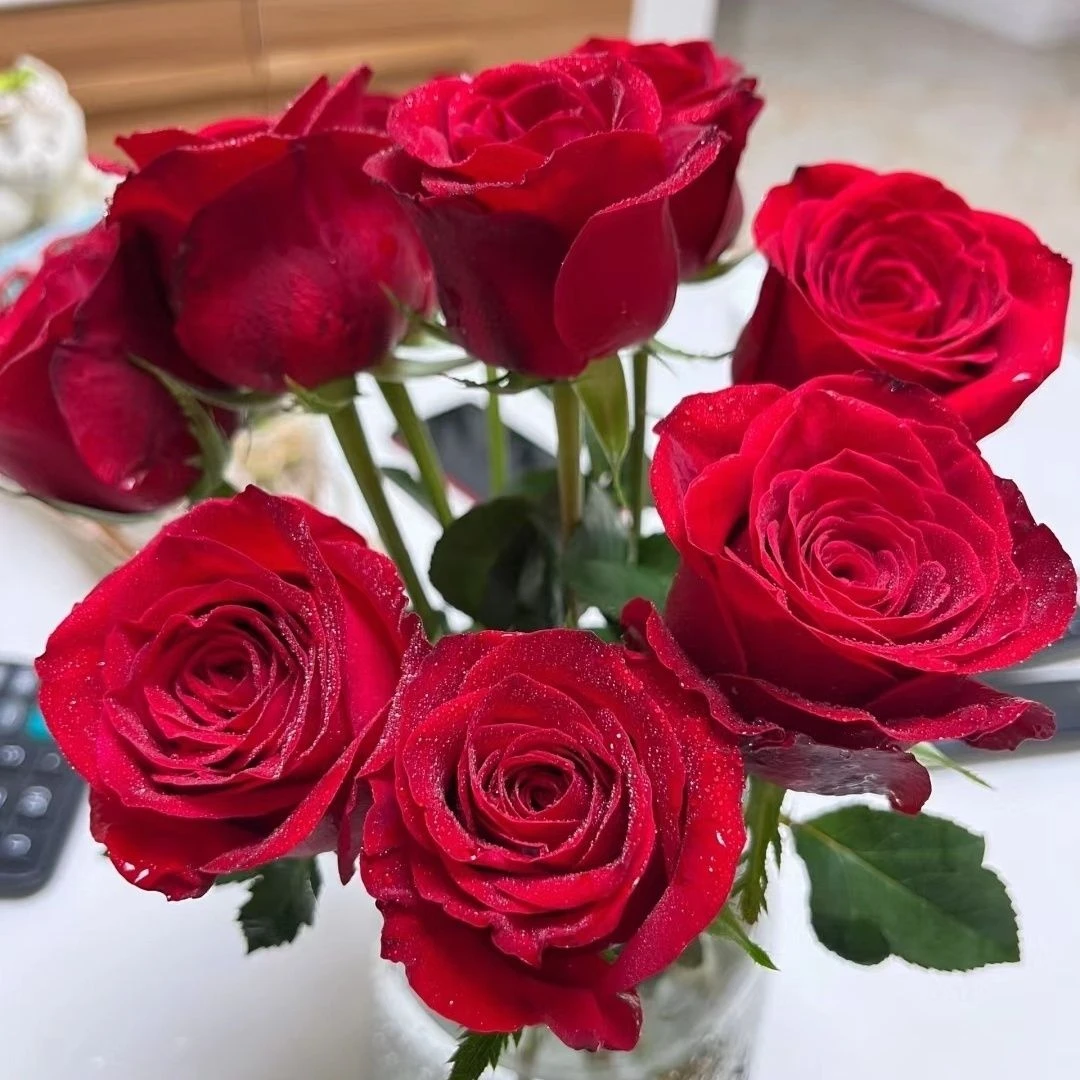 BC级高原红单头玫瑰云南昆明发