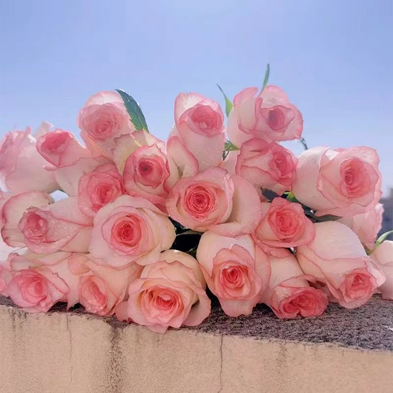 【鲜切花】爱莎玫瑰   昆明直发同地址两单以上德邦包邮送货上门