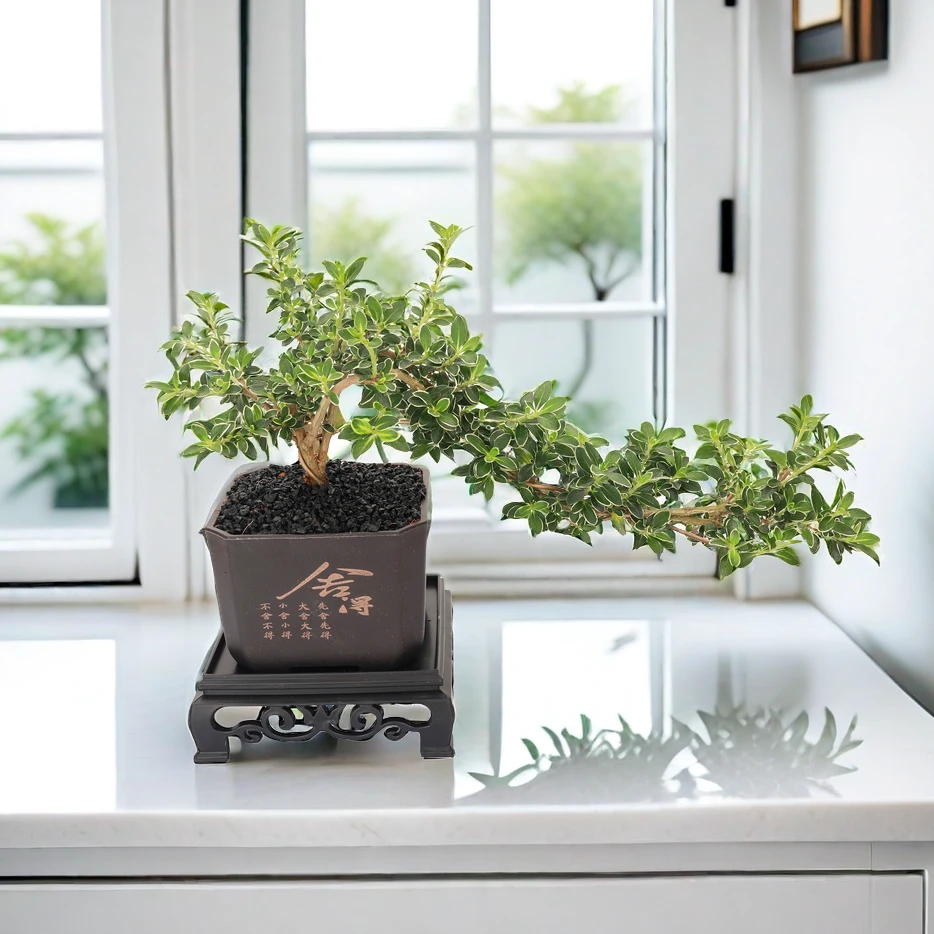 花草季金边六月雪悬崖造型好养盆景植物办公室内绿植小盆栽中式