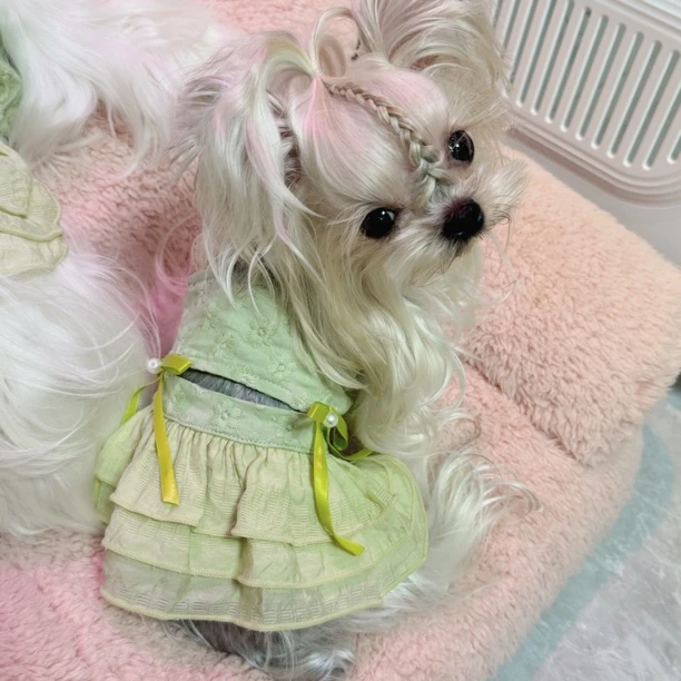 宠物服装性感露背蛋糕裙