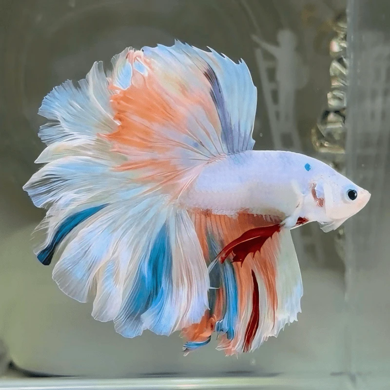 泰国斗鱼观赏鱼活体精品