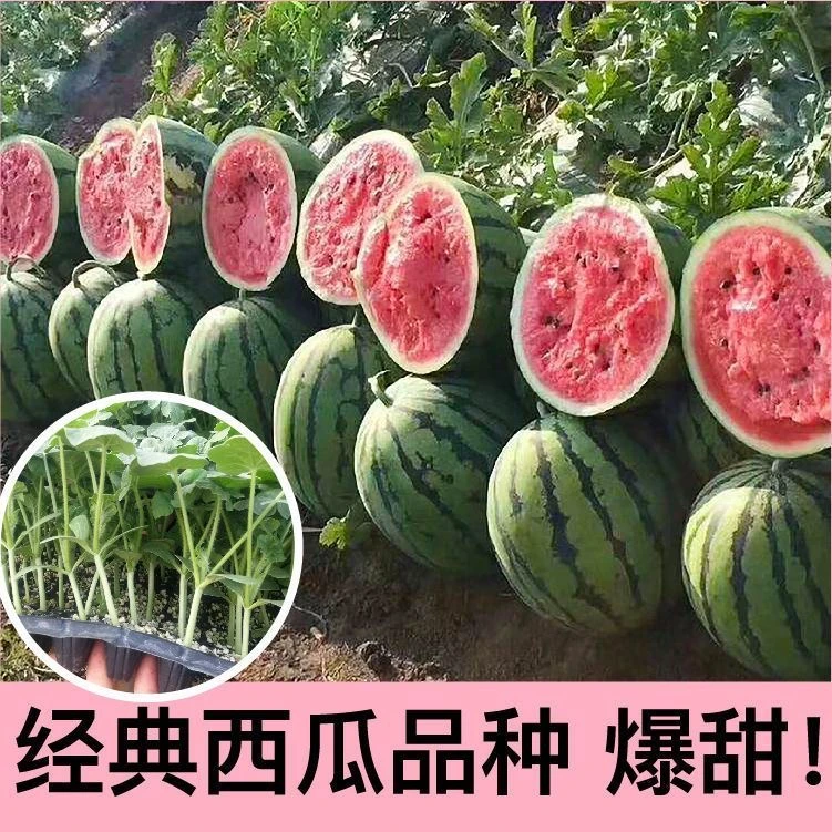 【嫁接好优质西瓜苗】8424麒麟瓜四季种植高产早熟盆栽阳台耐寒耐热
