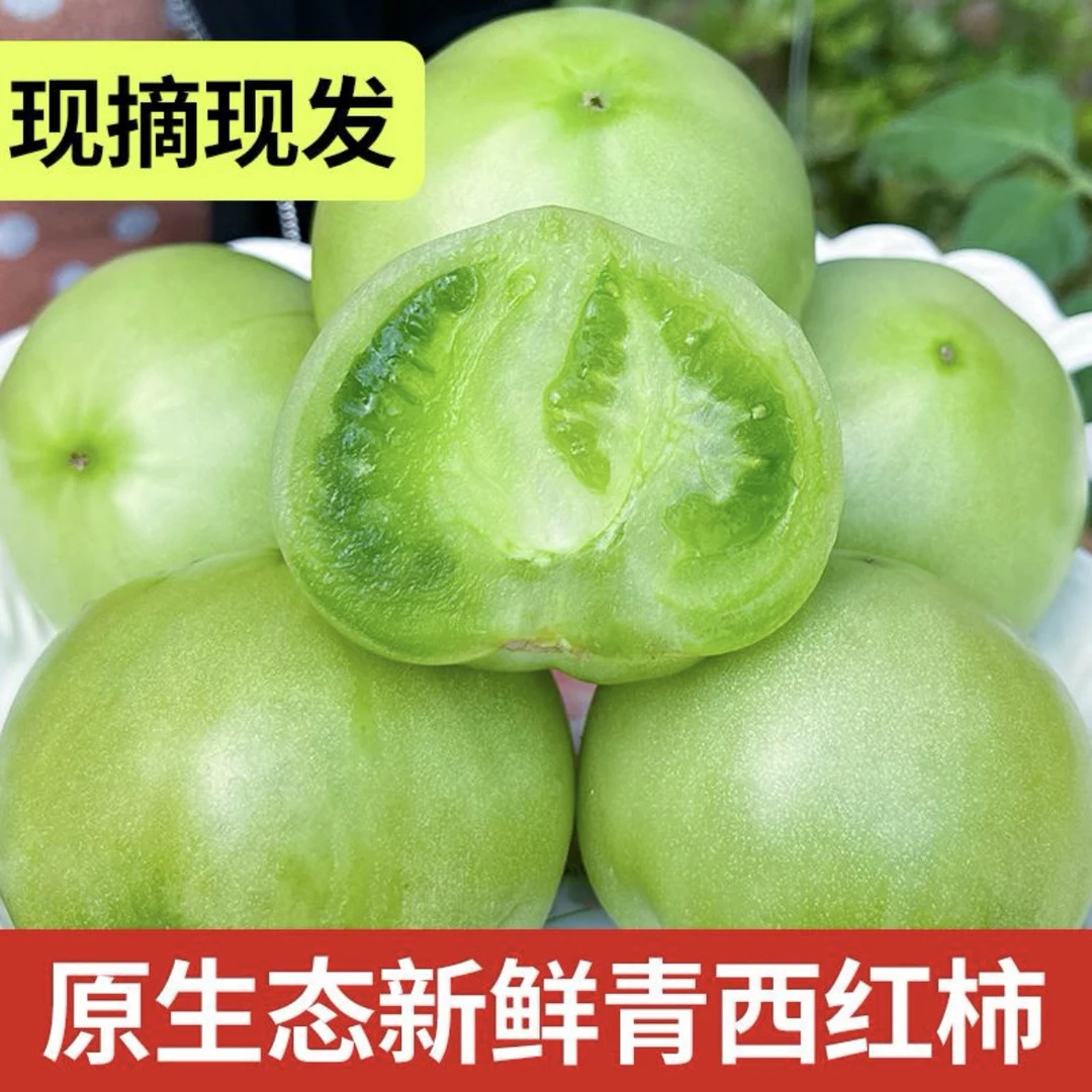 青番茄炒菜专用农家自种营养丰富 现摘现发