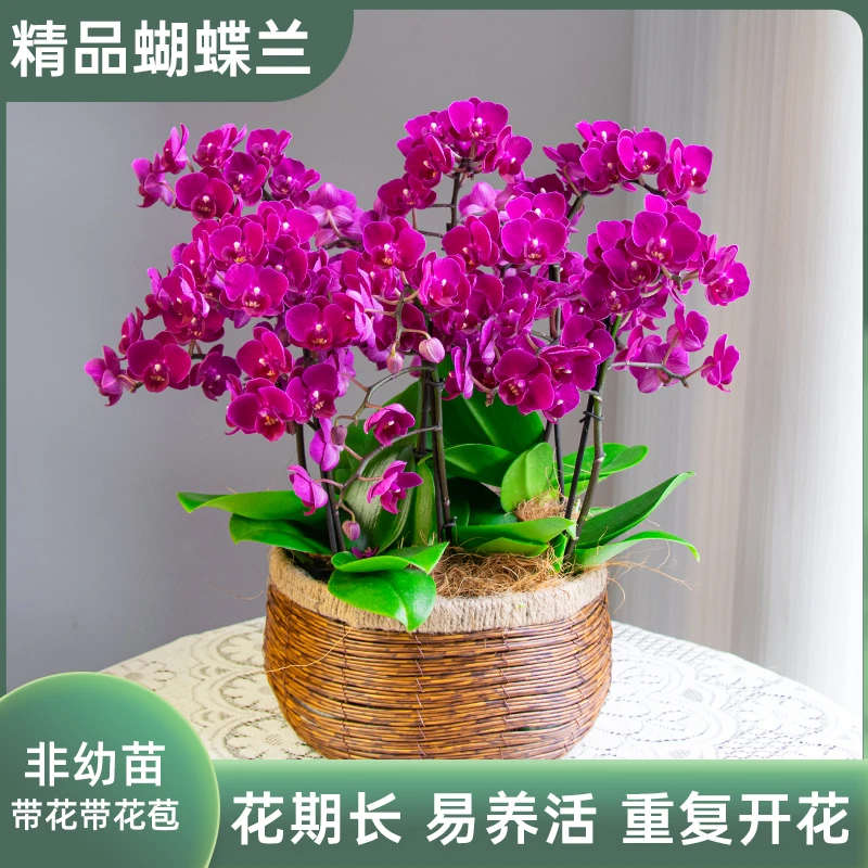 蝴蝶兰【爱丽丝】圆鼓盆室内花卉带花带花苞 基地