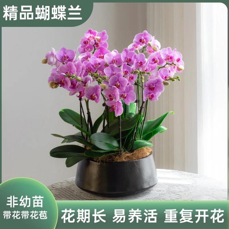 蝴蝶兰【粉宝贝】室内花卉盆栽 客厅前台办公室 带花带花苞 基地