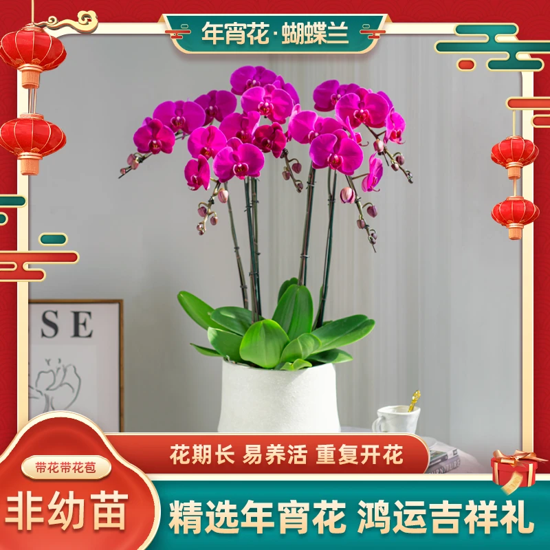 蝴蝶兰【红色蝴蝶兰】室内花卉绿植花盆栽 叶片大自然开裂 介意勿拍