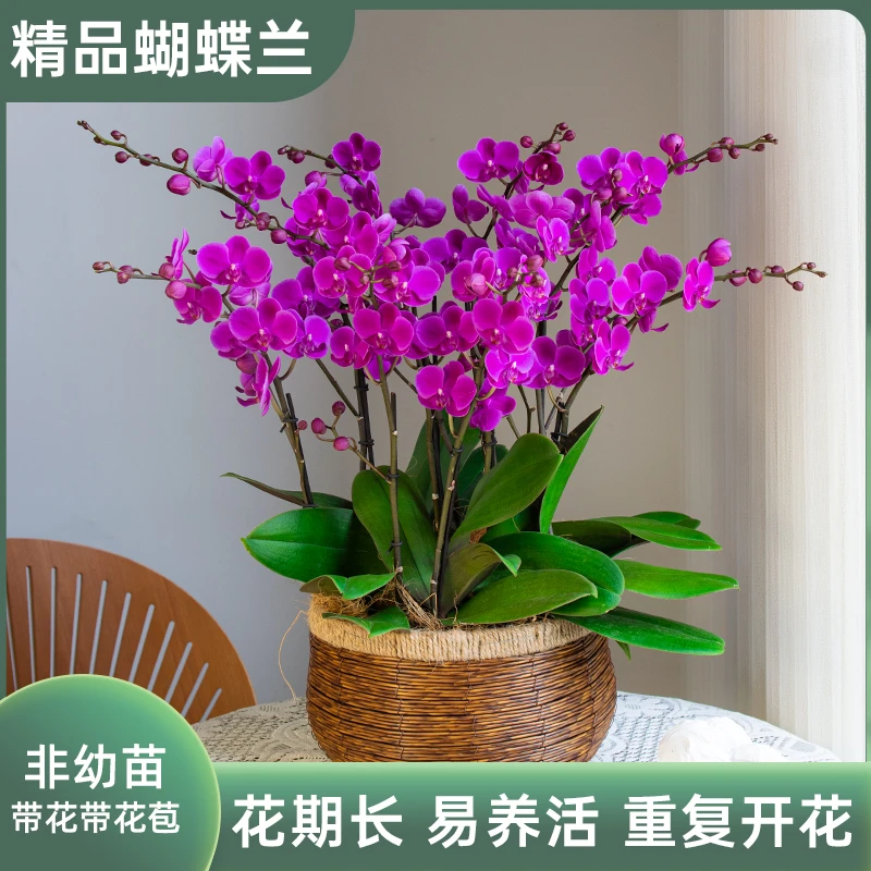 甄选蝴蝶兰【满天红】超大盆婚礼室内花卉盆栽客厅前台红色夏季乔迁