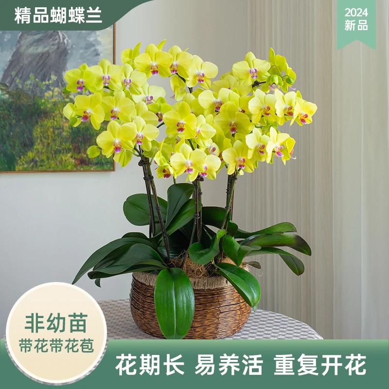 中秋节蝴蝶兰【甜格格】室内花卉盆栽客厅前台 带花带花苞 基地