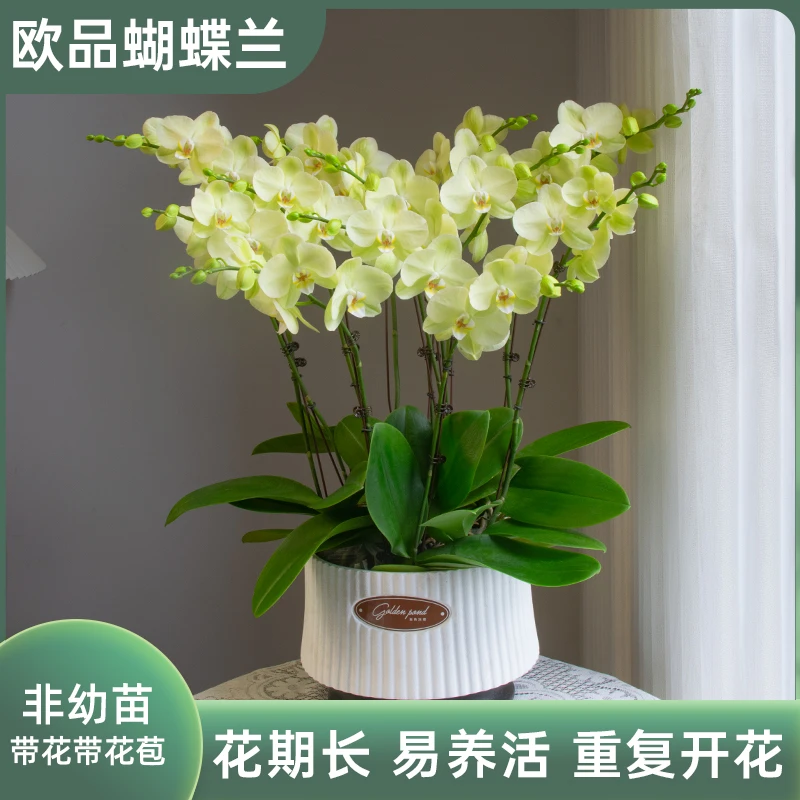 蝴蝶兰【日光浴】室内花卉盆栽办公室客厅前台鲜花绿植开业乔迁礼物