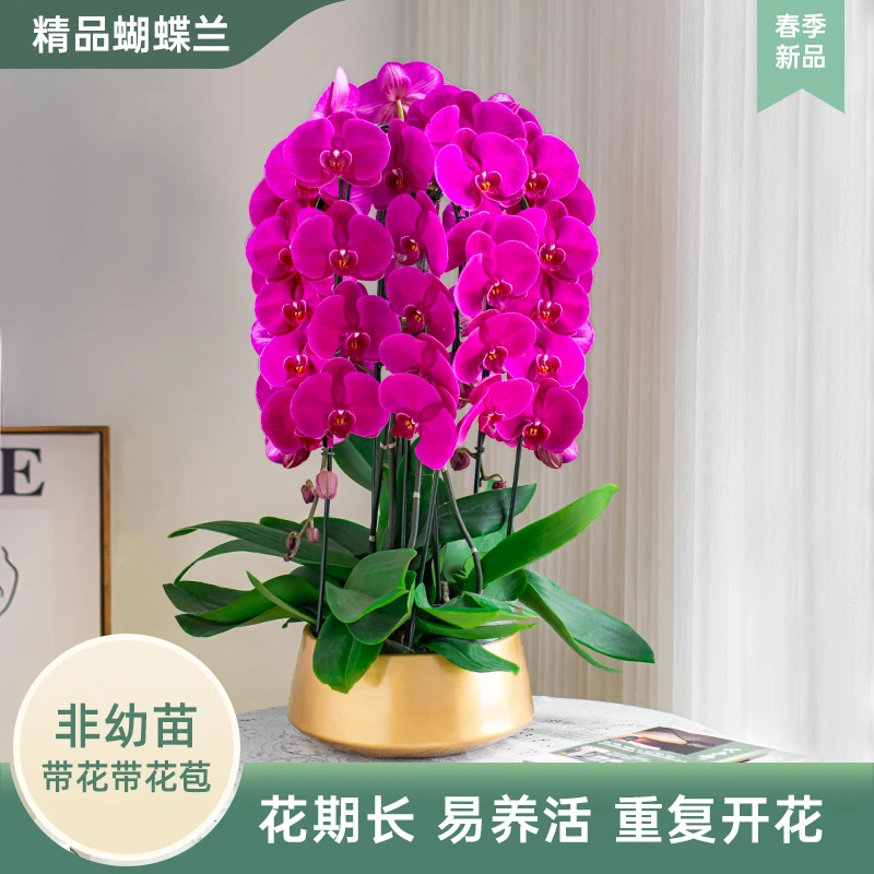 蝴蝶兰【红色蝴蝶兰】室内花卉盆栽带花苞 叶片大自然开裂 介意勿拍