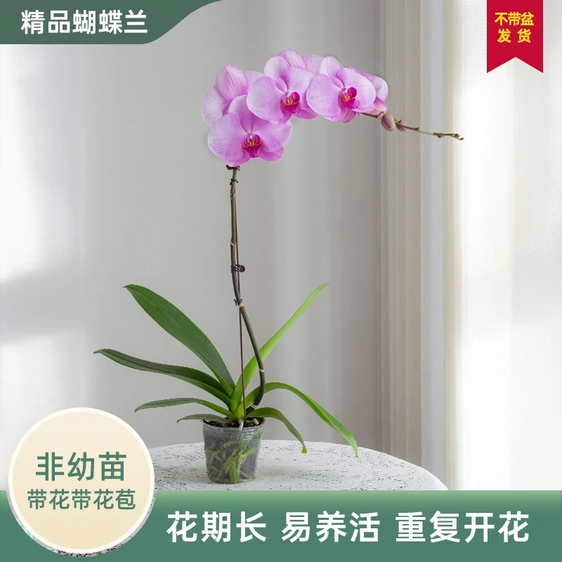 甄选蝴蝶兰[晴天]室内阳台鲜花盆景大花基地花卉盆栽蝴蝶兰花特大