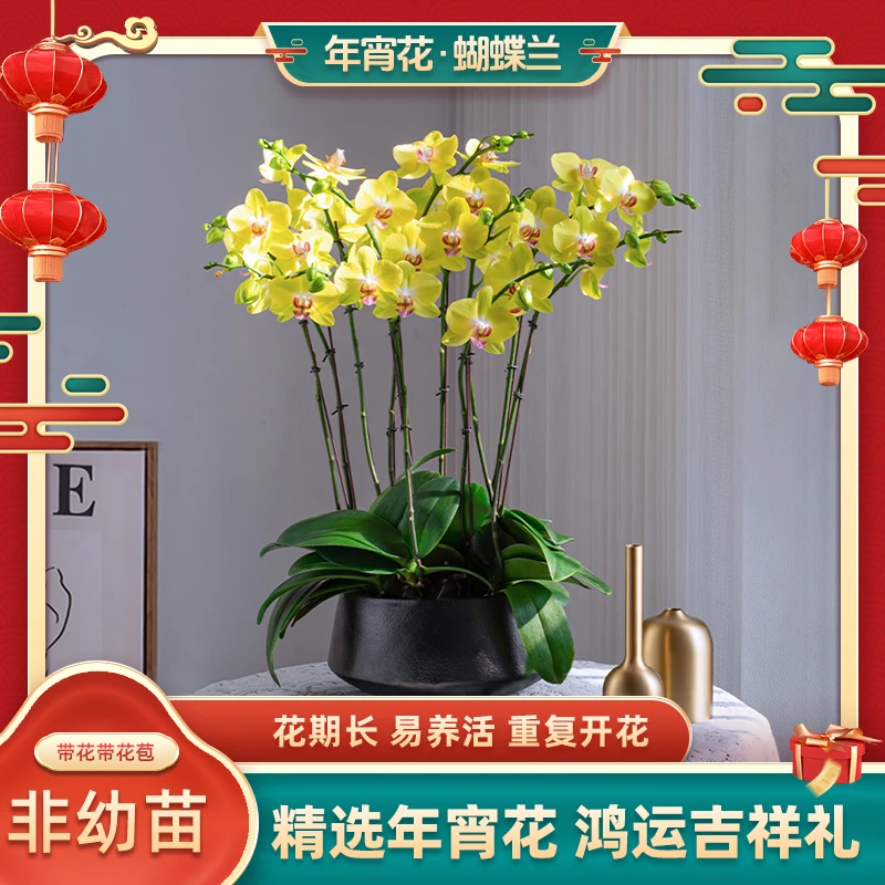 蝴蝶兰【大黄蜂】室内花卉公司前台花卉绿植礼欧品带花苞送