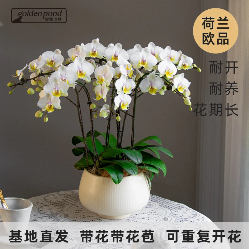 甄选蝴蝶兰【维多利亚】室内花卉婚礼宴请前台真花进口带花开业乔迁