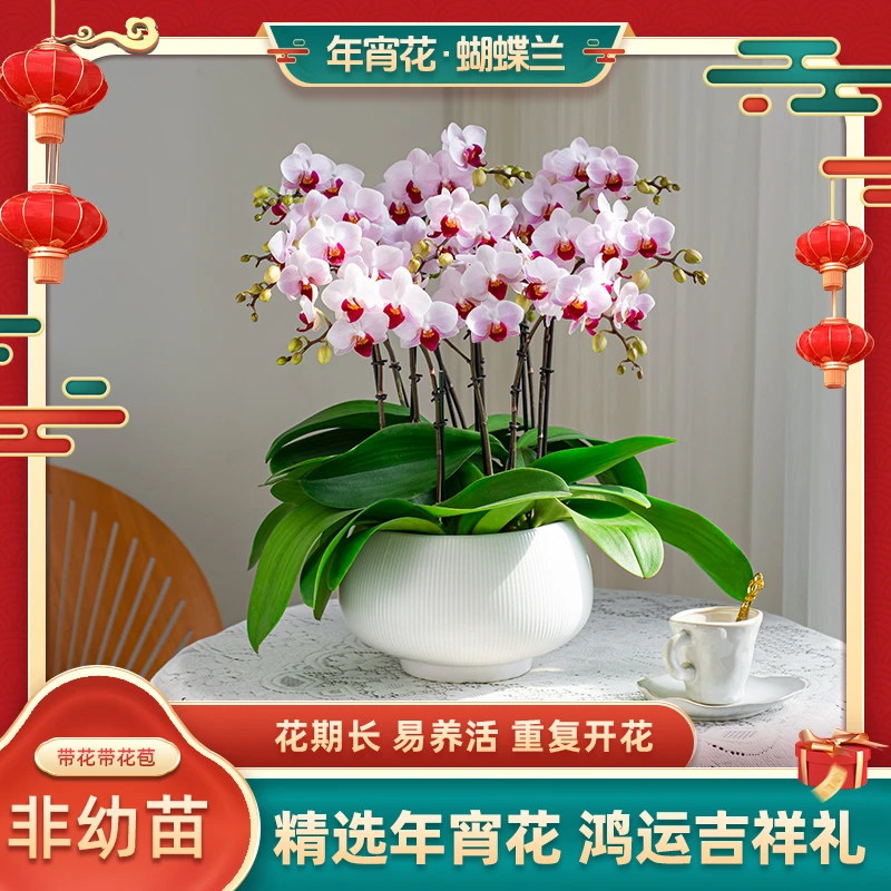 蝴蝶兰【貂蝉】编织篮室内花卉客厅办公室盆栽 带花带花苞 种植基地