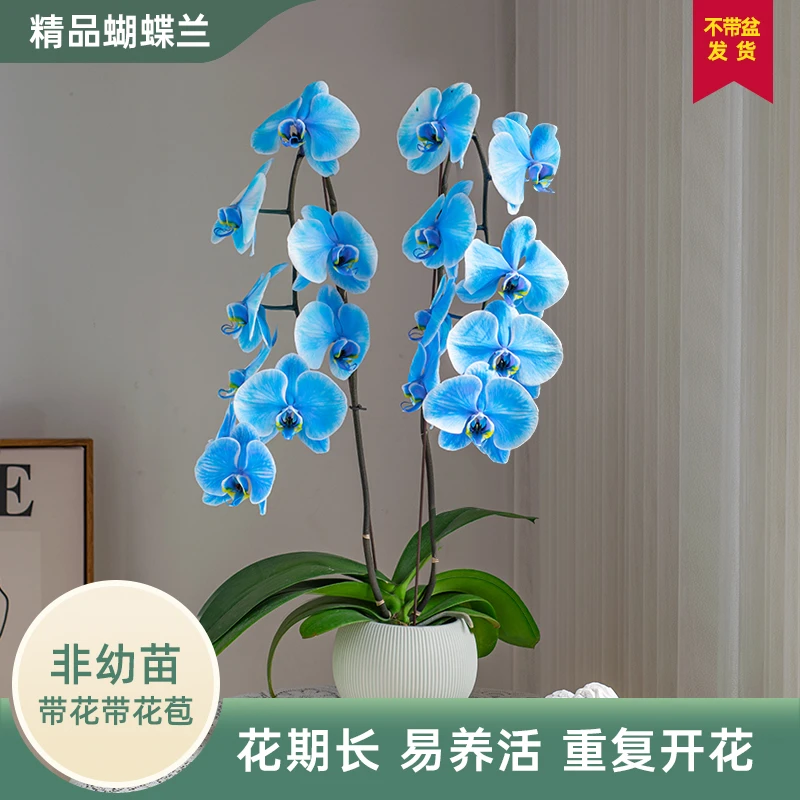 蝴蝶兰【马卡龙】高端室内植株花卉盆栽【七夕礼物】非天然色