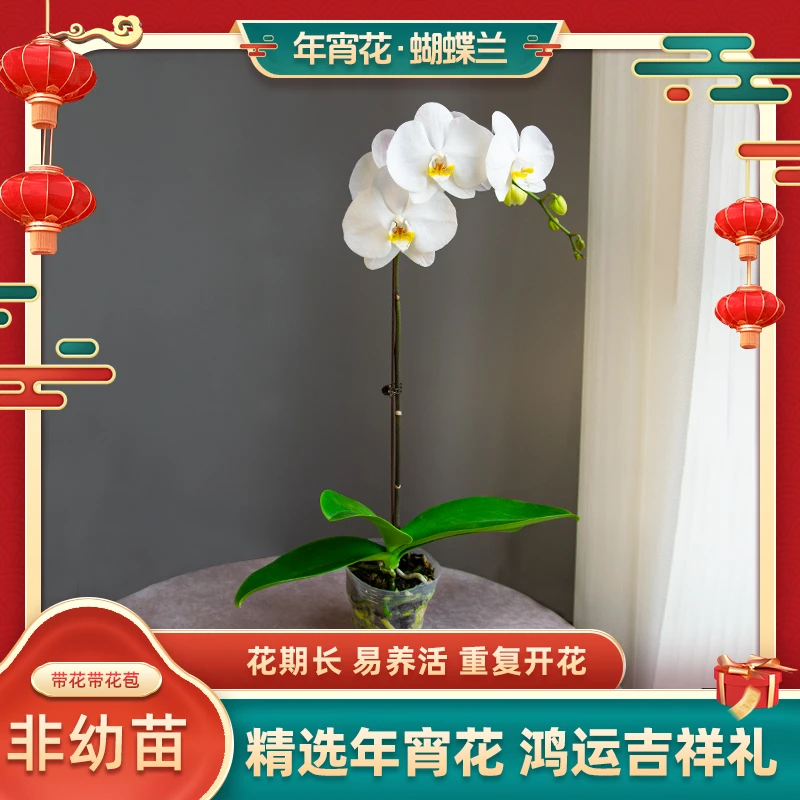 欧品蝴蝶兰【剑桥】圆鼓盆室内花卉盆栽带花苞客厅前台开业鲜花礼物
