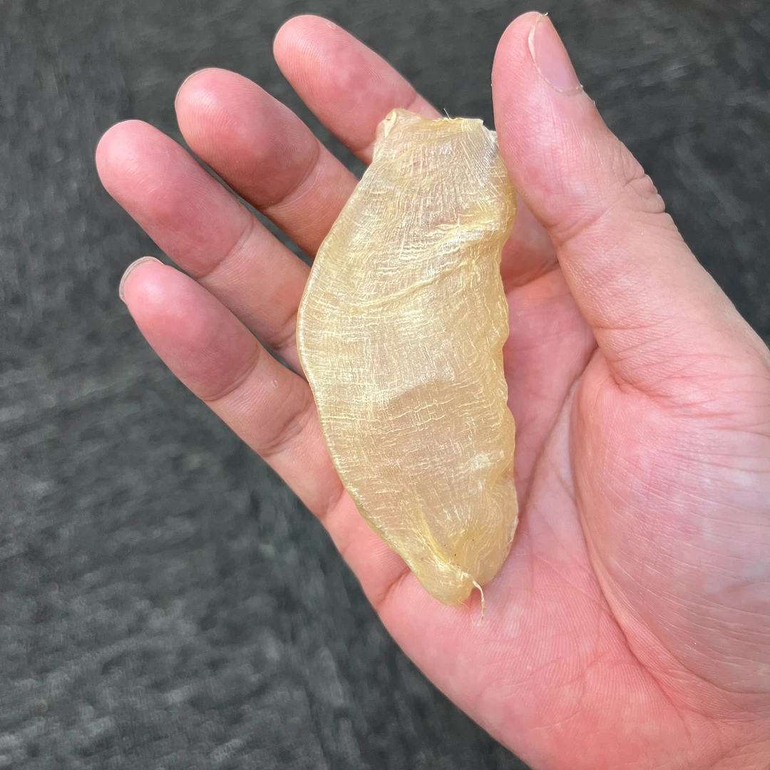 印尼小白胶罐装 滋补花胶鱼胶煲汤花胶牛奶皆可孕妇月子滋补佳品