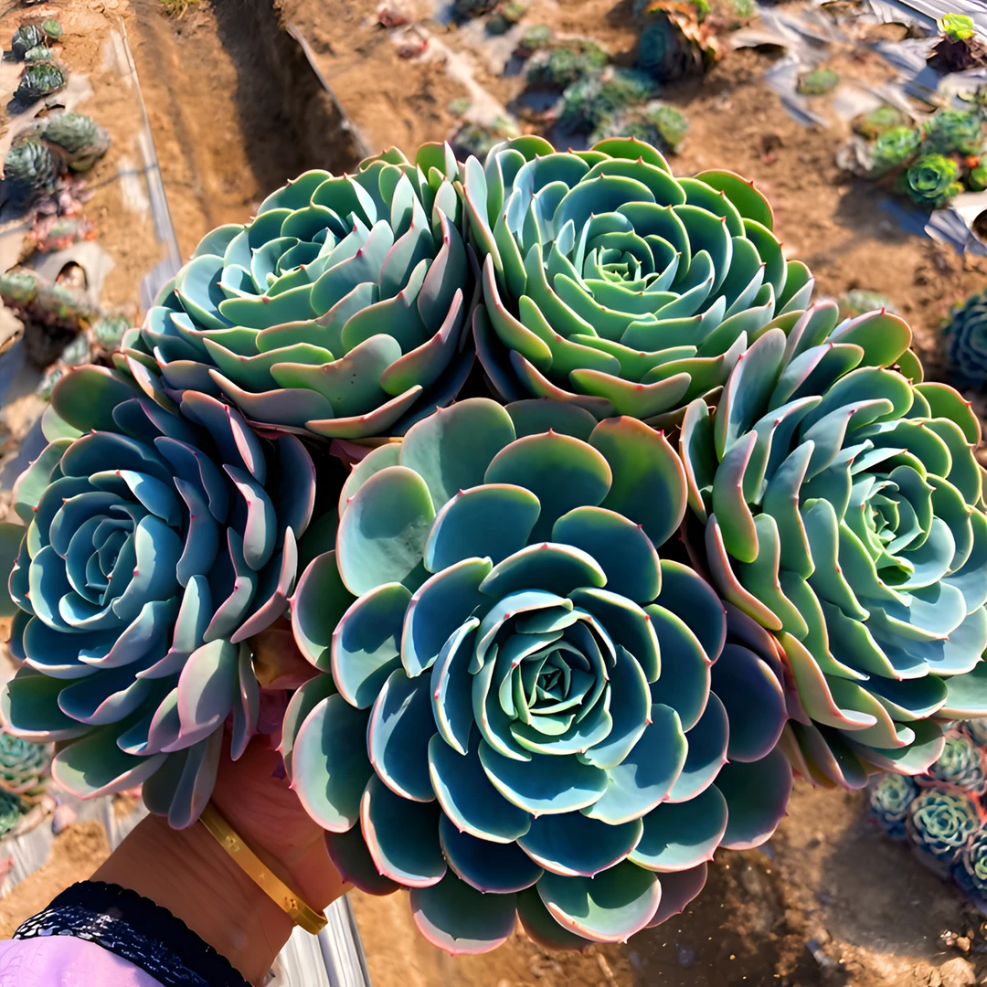多肉玉蝶多头群生一体整桩包子阳台小院客厅趣味园艺发货种植空气