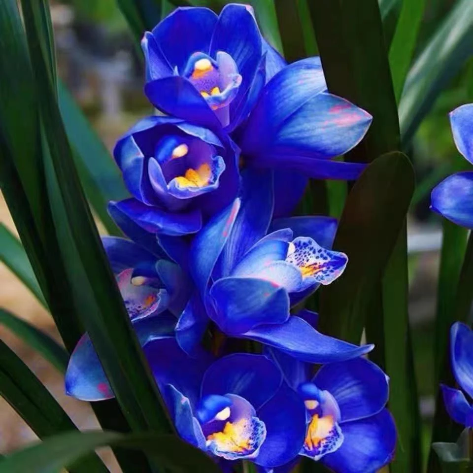 蓝宝石兰花建兰室内花卉绿植盆栽好养