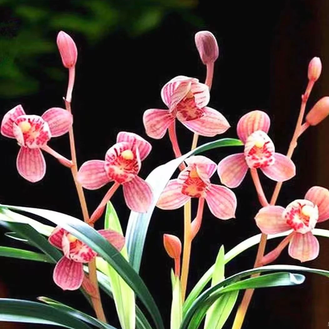 【带花苞】东方红荷 开粉色花 建兰  室内盆栽绿植花卉