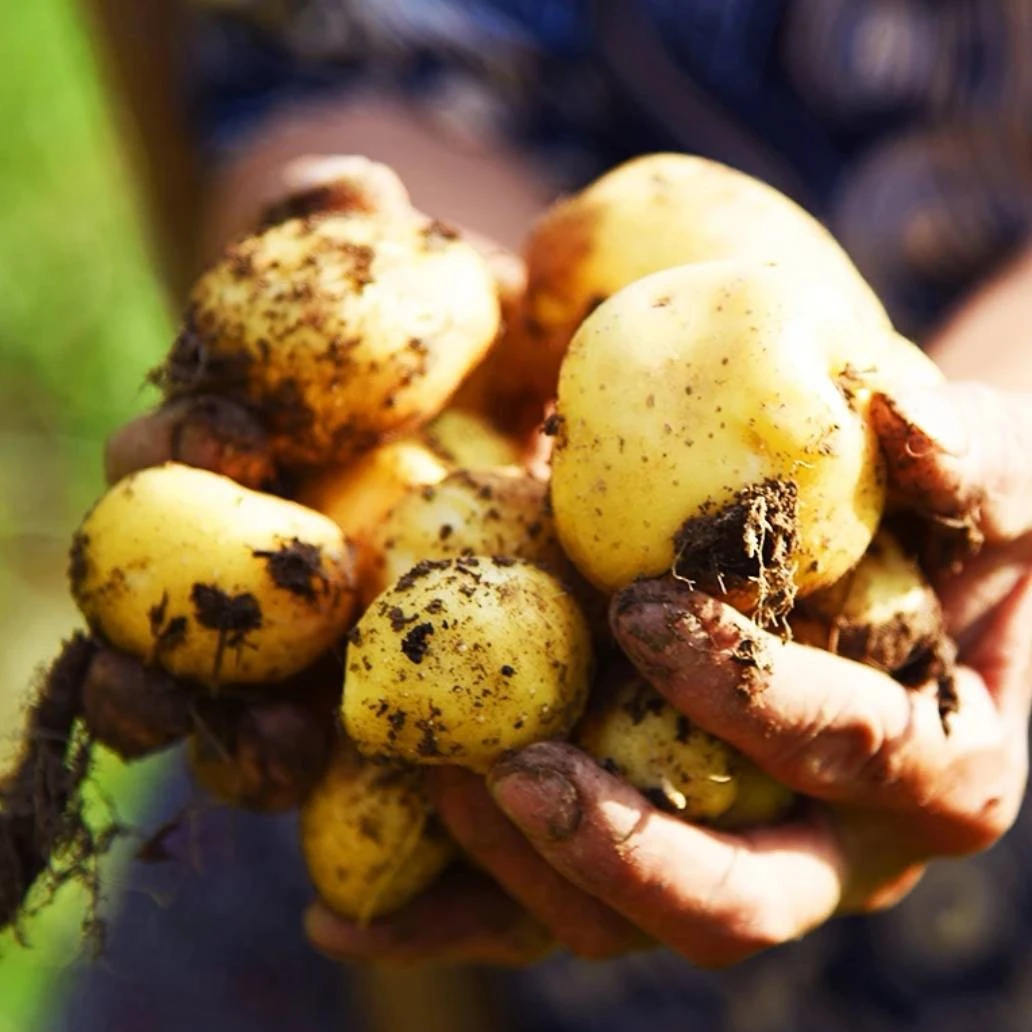 来自长阳高山的优质土豆,生长周期长,营养丰富,色泽金黄新鲜