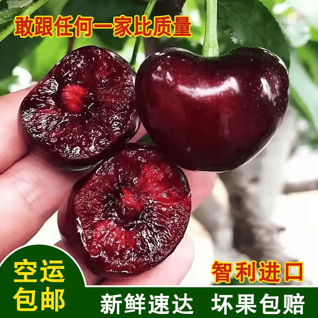 甄选桑提娜智利进口车厘子新鲜水果JJJ顺丰冷链包邮5斤总11.1