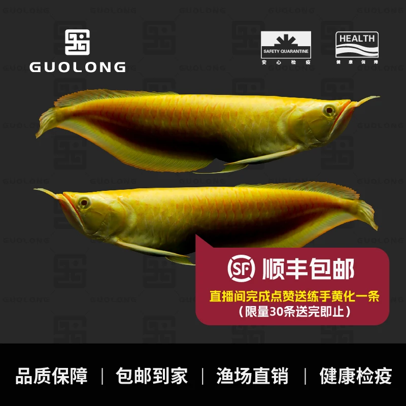 美丽硬骨舌鱼黄化银龙鱼活体鱼苗鱼大中型观赏热带鱼红眼白子银龙