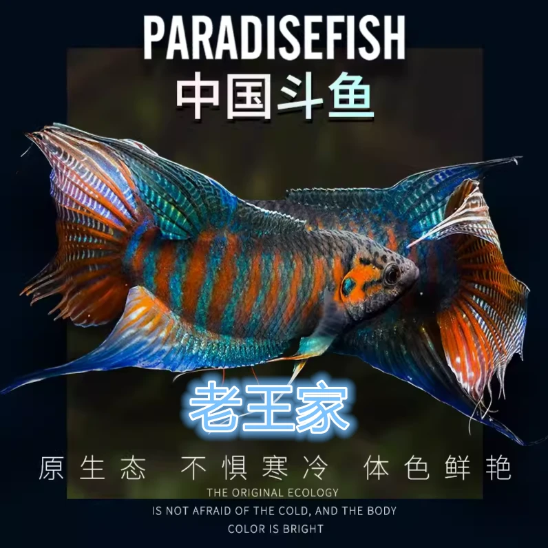 中国斗鱼活体活鱼冷水淡水观赏鱼鱼苗耐养不打氧小型鱼好养活鱼