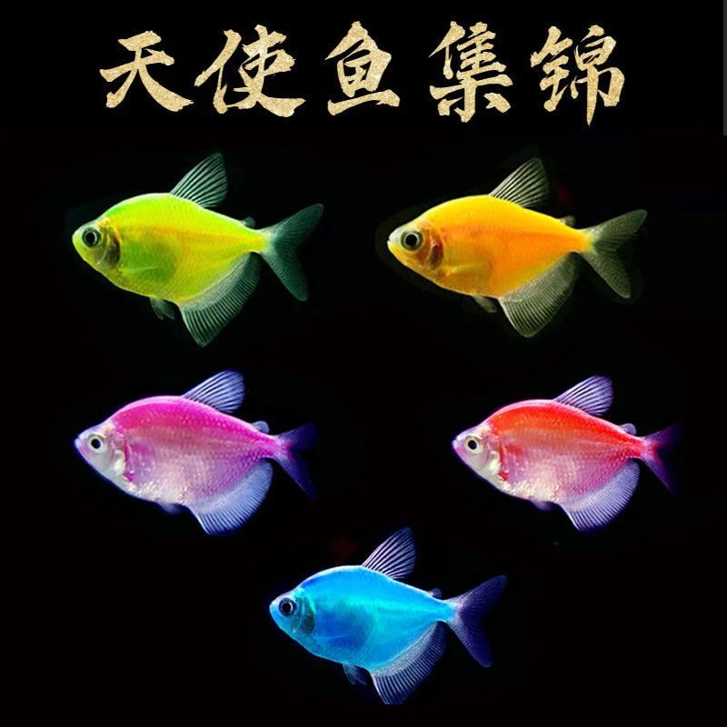 天使鱼混搭 5条