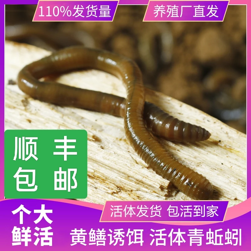 户外垂钓野钓特大号青黑臭骚蚯蚓活饵活体钓黄鳝钓鱼蚯蚓饵料