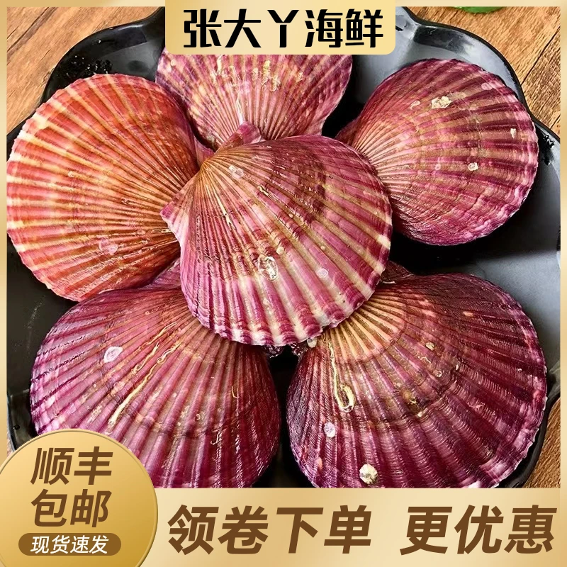 野生海捕清蒸蒜蓉大号扇贝鲜活小红贝约10-12个/斤生鲜海鲜贝类