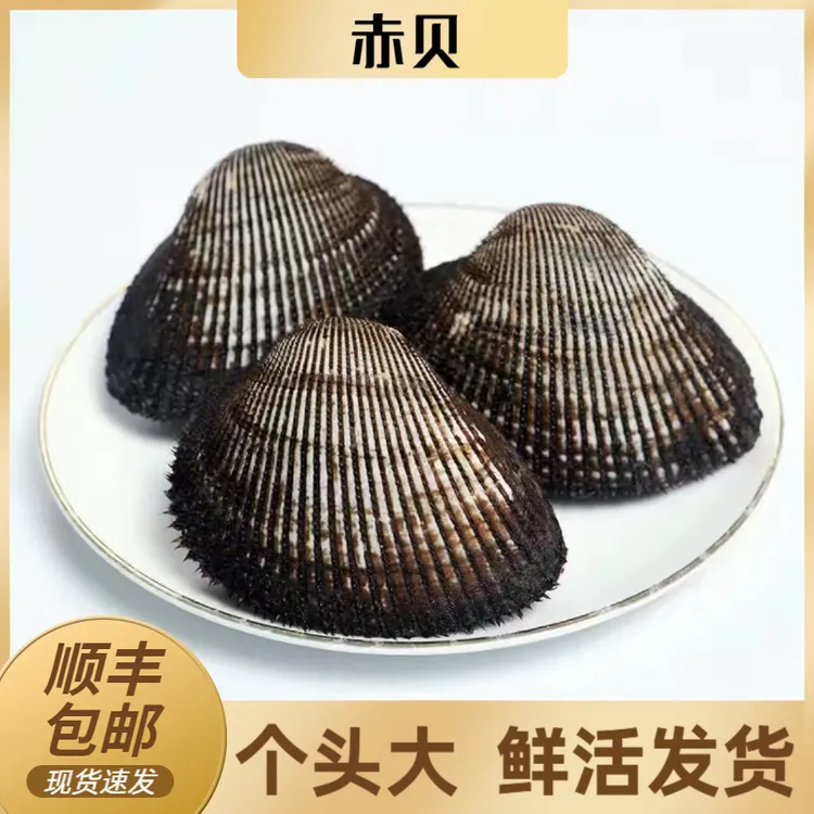 野生海捕大号赤贝鲜活海鲜水产贝类毛蛤约3-4个/斤食用刺身日料