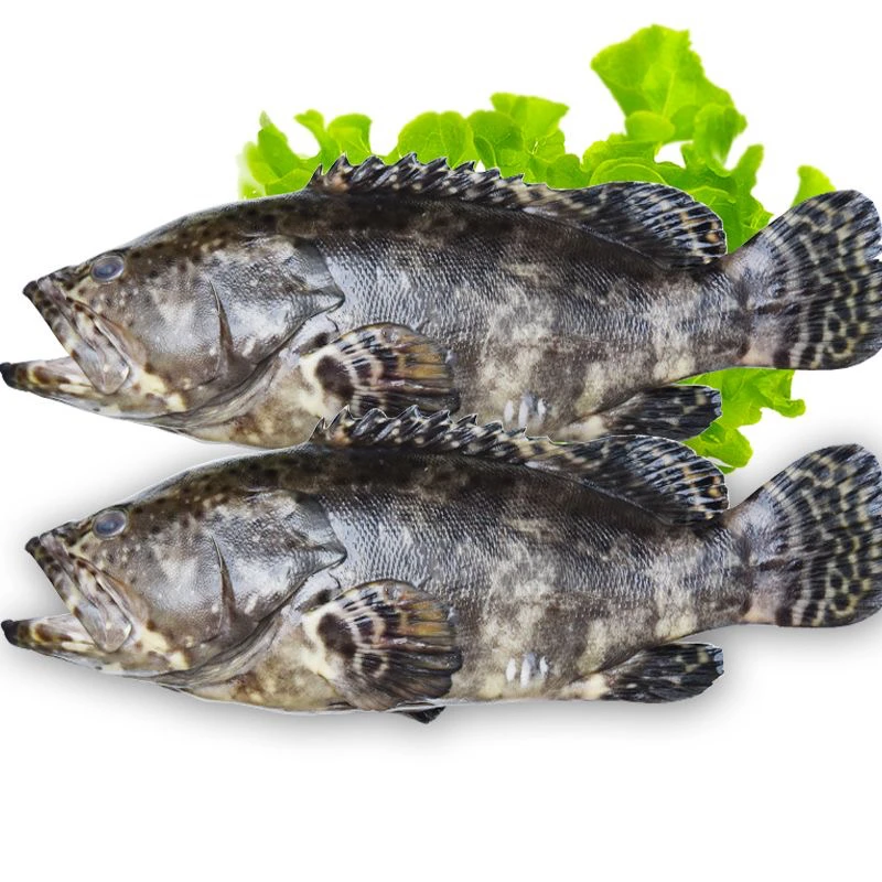 连云港发货新鲜石斑鱼冷冻海鲜珍珠斑顺丰包邮