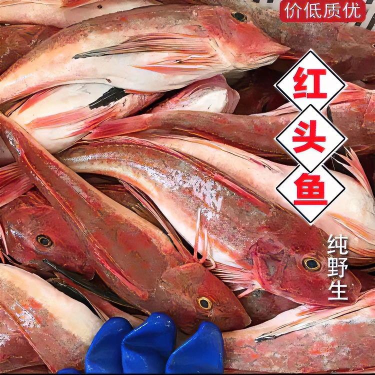 【红头鱼】 新鲜红娘子  海鱼 鲜活切块冷链美味味道加工制作运输