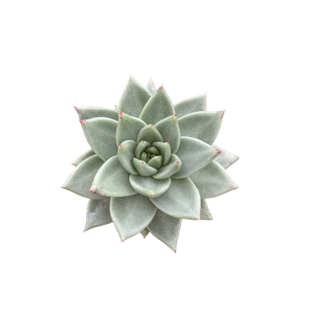黄金玛利亚 满9.9 包邮 清新空气 新手好养 阳台 盆栽植物