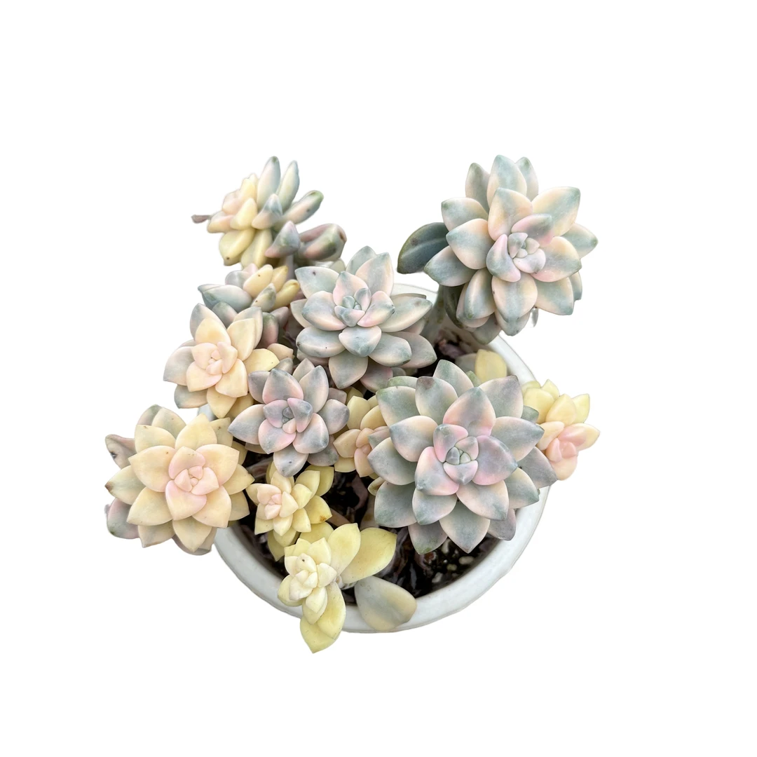 美杏锦 满9.9包邮 清新空气 新手好养 阳台 盆栽植物