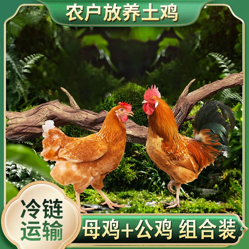 【燕子专属】2只2.5斤母鸡+1只3斤公鸡 组合装3只净重8斤