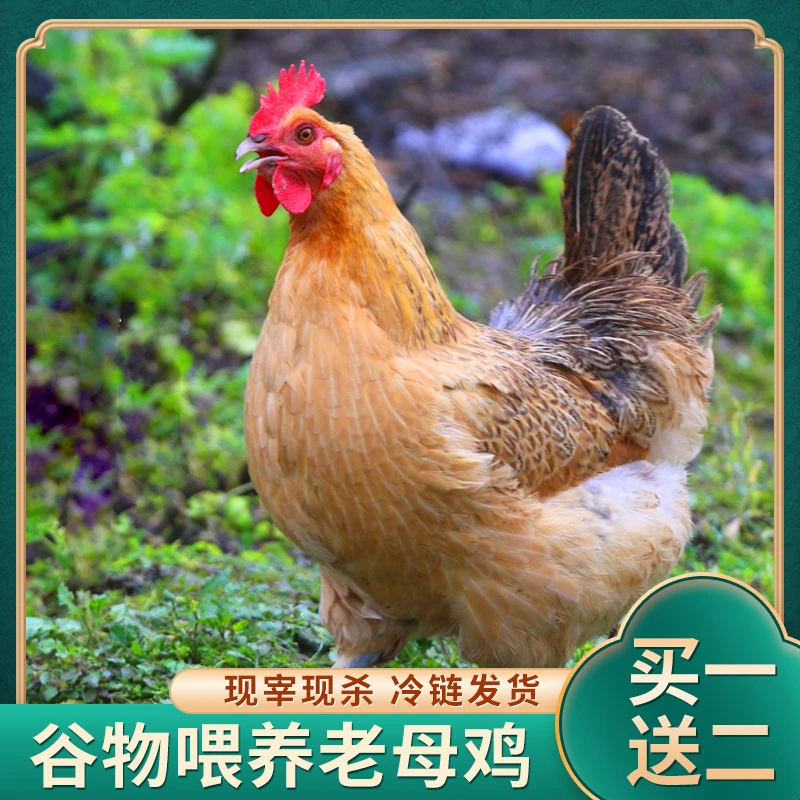 【竹林虫虫】 放养黄油老母鸡 3只毛重9斤左右 3只净重6斤左右