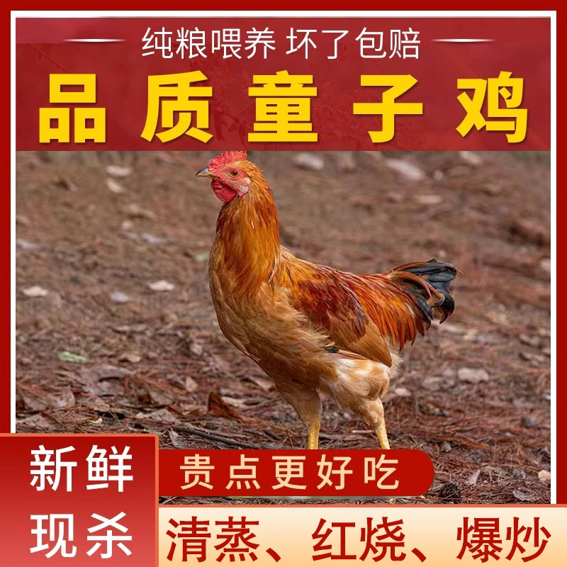 【3只童子鸡】农家黄脚童子鸡 净膛发货红烧爆炒白切3只净重6斤左右