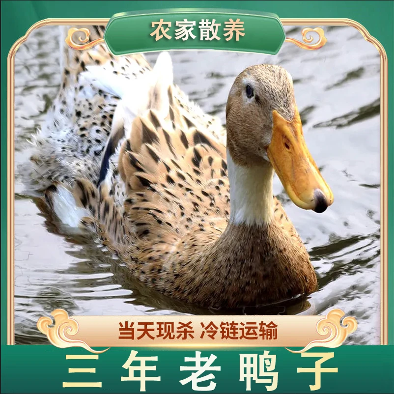 【竹林虫虫】 农家散养土鸭三年老鸭子带内脏发货 单只净重5-6斤