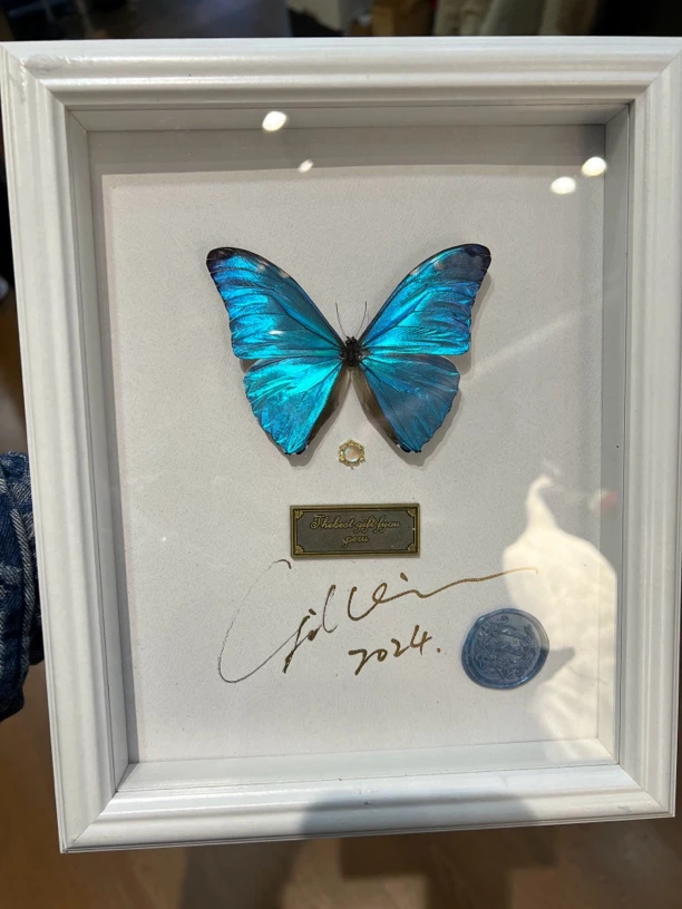 安东尼斯闪蝶 真实蝴蝶标本