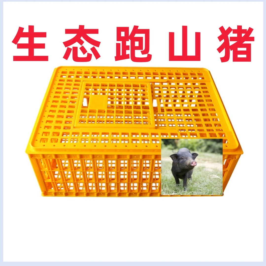 【生态黑猪】原生态纯种黑猪带周转箱发货猪笼鸡笼