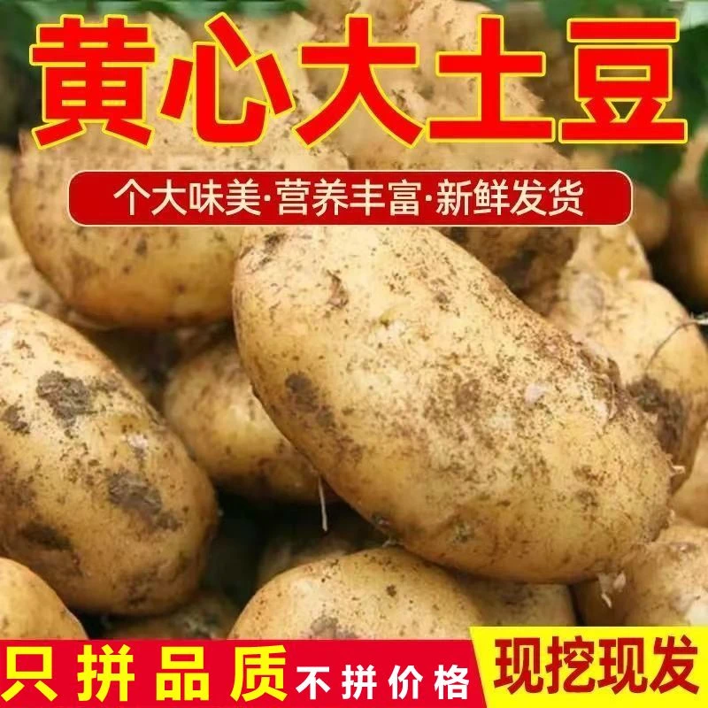 正宗甘肃定西农家新鲜现挖黄心土豆洋芋黄皮沙软糯粉面马铃薯整箱