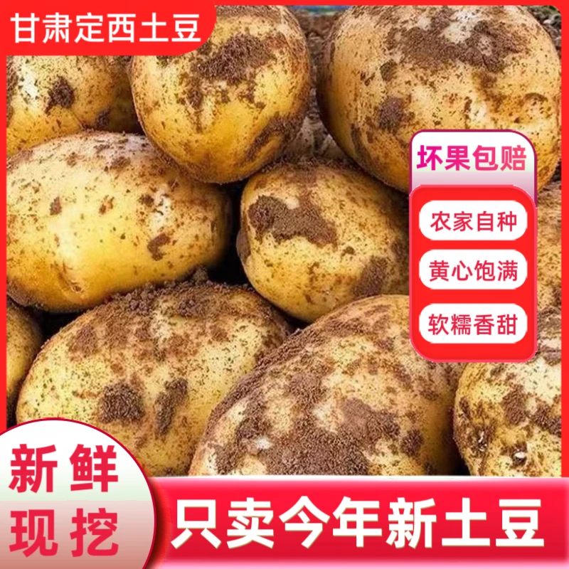 【坏果包赔】甘肃正宗特产定西新鲜黄心土豆洋芋现挖黄皮马铃薯包邮