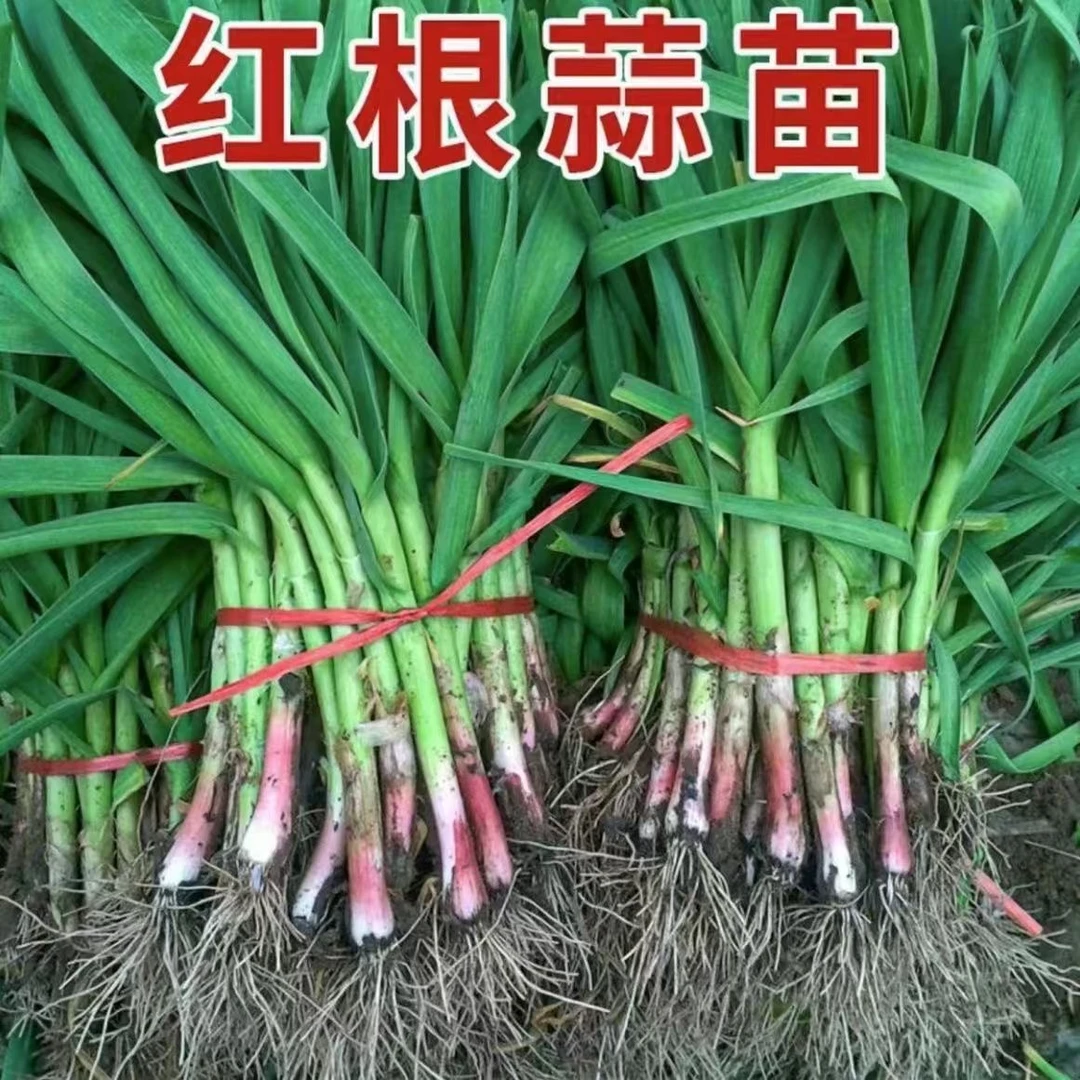河南特产新鲜露天霜打红根蒜苗农家自种现挖现发