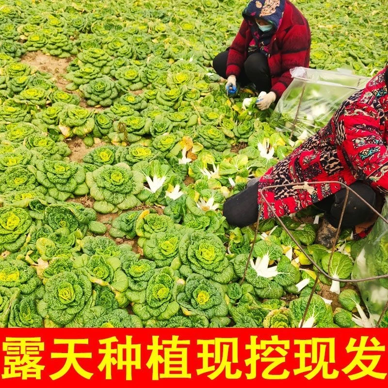 河南特产霜打黄心菜新鲜蔬菜农家种植卷心菜火锅菜