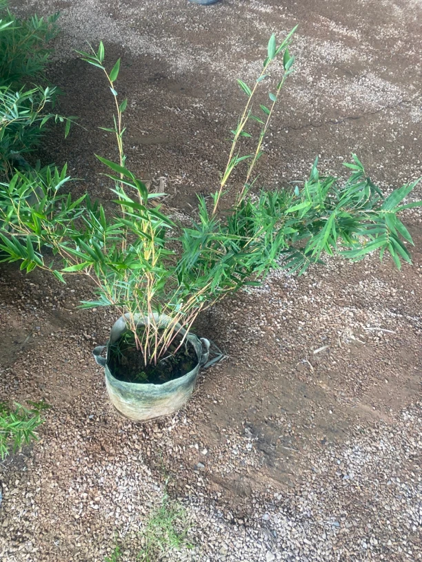 竹子阳台红观音竹盆景绿植竹杆红色桌面观赏植物庭院窗台四季青