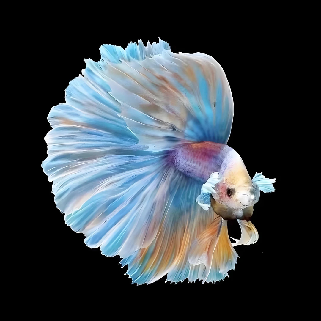 225-252】泰国斗鱼马尾狮王半月母斗鱼观赏鱼热带鱼活体淡水鱼