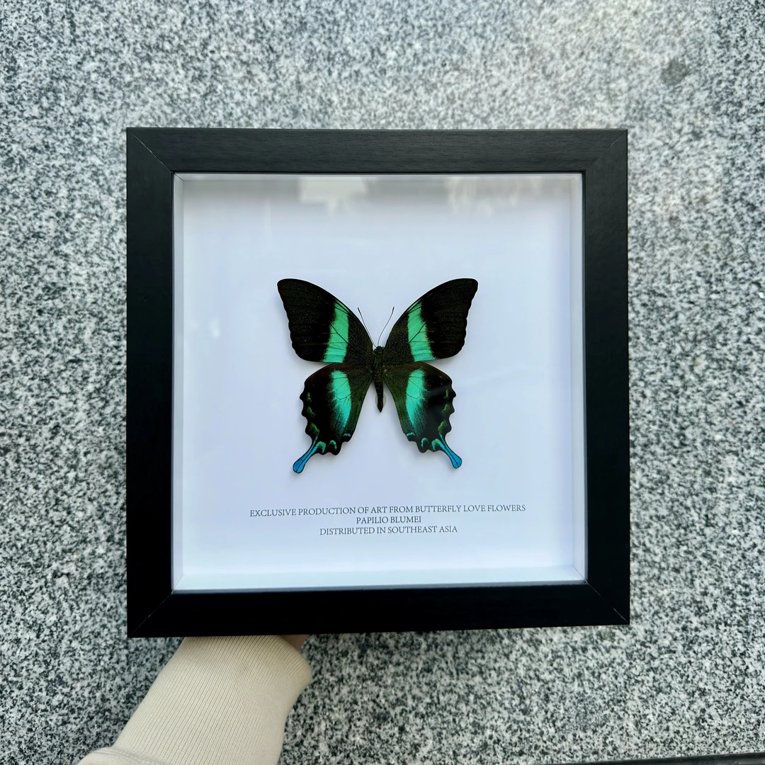 A1爱神凤蝶真蝴蝶相框标本玄关客厅卧室沙发背景装饰画挂画8寸