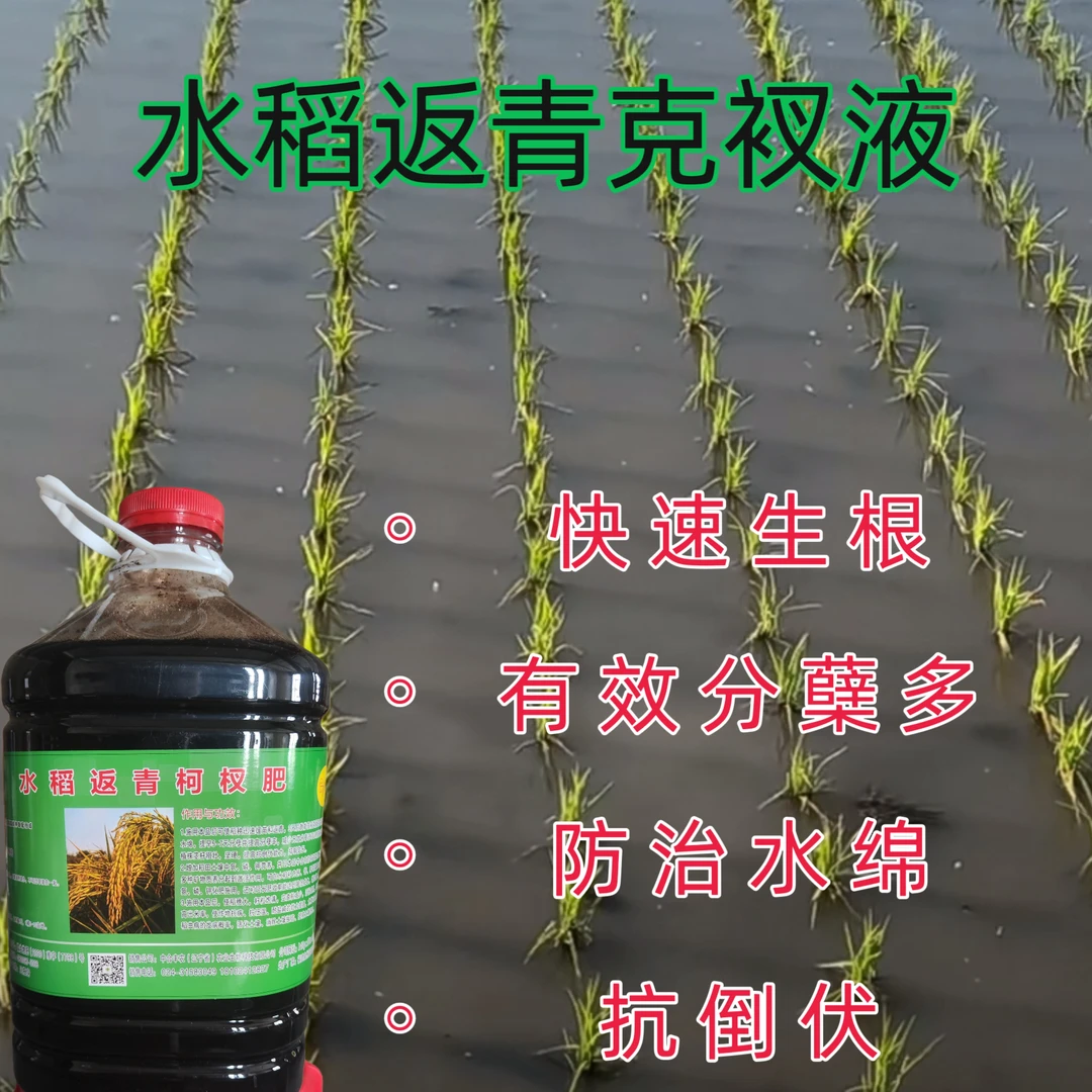 水稻返青克衩肥解药害生根快分蘖多抗倒伏防病虫抑制水绵增加穗粒